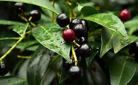 Thetreecenter.com has been visited by 10k+ users in the past month Hd Wallpaper Prunus Laurocerasus Laurocerasus Officinalis Pontic Laurel Cherry Wallpaper Flare