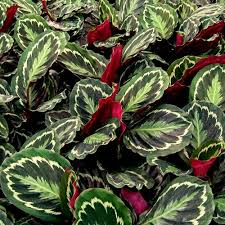 In primavera ed in estate, all'apice dei sottili rami producono lunghi amenti, eretti o penduli, che contengono numerosissimi piccoli fiori, di colore bianco, verdastro o rosso; Coltivare La Maranta Pianta Elegante E Durevole Il Germoglio
