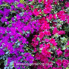 Pink and white azalea bush. Growing Azalea Shrubs For Uk Gardens
