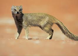 I am trying to get my refund gift card was not used and i am within the 14 days. Yellow Mongoose In Kalahari Desert Greeting Card For Sale By Heike Odermatt