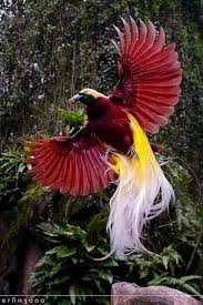 Bird Of Paradise Papua New Guinea Pin By April Rando On Birds Passaros Greater Bird Of Paradise Colorful Birds Beautiful Birds