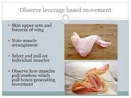 Ppt Chicken Wing Dissection Powerpoint Presentation Free Download Id 2449352
