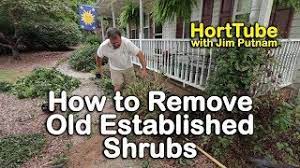There will always be unwanted plants in your garden, no matter how hard you try to prevent them from appearing. How To Remove Old Established Shrubs Digging Out Well Anchored Plants Youtube