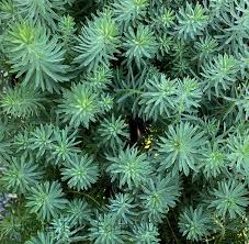 Image result for Euphorbia lividiflora