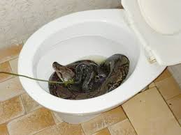 10ft Snake Pulled From Toilet After Biting Man S Bum Indy100