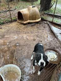 Photos: Man gets 5 years in prison for running dogfighting operation from  Cherokee home