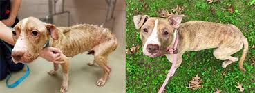 Akon cincinnati cleveland columbus dayton ohio puppies sale toledo cavapoo. Dog Adoptions In Cleveland Ohio