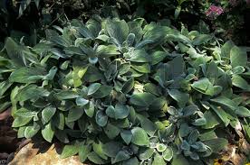 » search the lamb's ears database: Lambs Ear In Texas Lee Ann Torrans Gardening