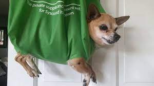 Pin On The Doggie Bag