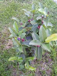 Image result for Platostoma coeruleum