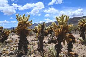 A study was conducted at the… expand. Katie Wanders Cholla Cactus Garden Joshua Tree National Park