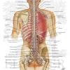 Odkryj rdzeń kręgowy część anatomii ludzkiego szkieletu. 1