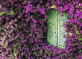 Le piante rampicanti sempreverdi perenni, infatti, mantengono le foglie in tutte le stagioni dell'anno e rallegrano giardini e balconi evitando il classico effetto 'spoglio' che si ha in i suoi fiori a trombetta attirano farfalle e insetti impollinatori e durante l'inverno e l'estate offrono riparo a tantissimi animaletti. Piante Rampicanti Resistenti Al Freddo Lista Di Rampicanti Resistenti A Climi Freddi Il Blog Di Planeta Srl