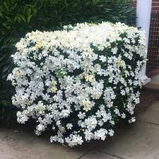 Maybe you would like to learn more about one of these? Star Jasmine Vine In 2021 Gardenia Shrub Shade Loving Shrubs Shade Shrubs