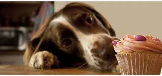Make a cute birthday cake your dog will adore. 14 Dog Birthday Cake Cupcake Homemade Recipes Playbarkrun