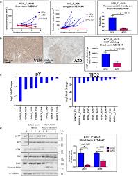 Cancer council victoria is a member of the cancer council federation. Evaluation Of Fgfr Targeting In Breast Cancer Through Interrogation Of Patient Derived Models Breast Cancer Research Full Text
