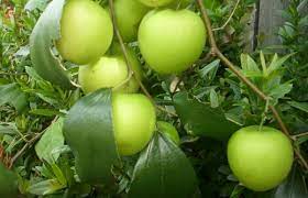 Nanti saya mau order lagi. What Is Bidara Fruit Bidara Fruit Is Also Known As Jujube Fruit Fruits