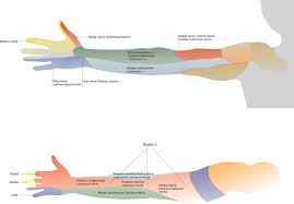 Axillary Brachial Plexus Block Nysora The New York School