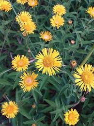 Image result for Pentanema indicum