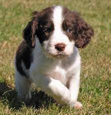 Dexter The English Springer Spaniel English Springer Spaniel Puppy Spaniel Puppies Springer Spaniel Puppies