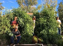 The number one mistake gardeners make with tomato plants is planting too early. 300lbs Of Tomatoes From One 4x4 Raised Garden Bed Yes Grow Huge Tomatoes In Nevada Full Circle