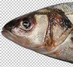 Fish Head Fish Soup Food Barreleye Png Animals Animal Source Foods Barreleye Cooking Desktop Wallpaper Fish Fish Soup Fish Illustration