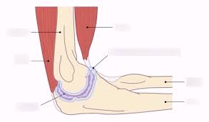 Muscle diagrams are a great way to get an overview of all of the muscles within a body region. Ib Bio Test Muscle And Neural Stuff And Bones And Basically Review Diagram Quizlet