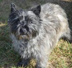 The english mastiff mix puppy is a cross between the english mastiff dog and another breed. Cairn Terrier A Toto Ly Awesome Dog Breed