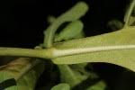 Image result for Duosperma quadrangulare