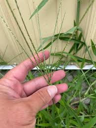 Image result for Digitaria diagonalis