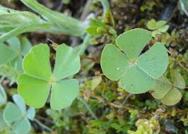 Image result for Marsilea vera