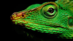 Image result for Urochloa jubata