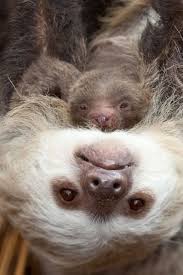 Mamma E Cucciolo Bradipi Bradipo Cuccioli Animali Simpatici