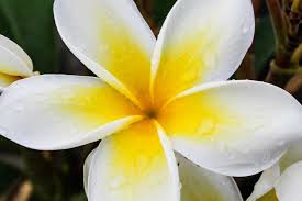 Sunshine Plumeria Hawaii Flowers Hawaiian Plants Plumeria