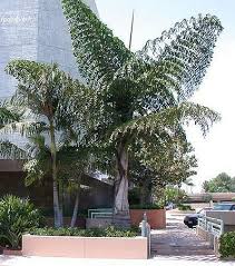Caryota Obtusa Palmpedia Palm Grower S Guide