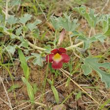 Image result for Harpagophytum procumbens