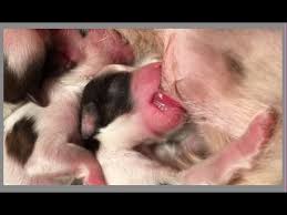 Weaning is the process of transitioning a young puppy from a liquid diet to a solid diet. New Born Shih Tzu Puppies 1 Days Old Youtube