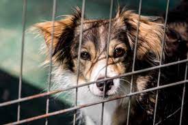 Bluecross pet bereavement support line: Dog Suffocates In Plastic Bag In Botched Home Euthanasia Peta