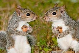 Squirrels Forgetting Where They Put Their Acorns Results In Thousands Of New Trees Each Year Happy Facts Squirrel Cute Animals