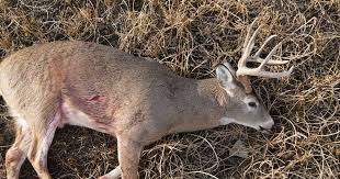 What's the best caliber for deer hunting? The Best Straight Wall Cartridge For Whitetail Hunting Meateater Hunting