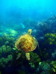 The baby turtle seen in the pixar film finding nemo is named squirt. Surfing The Seas With Crush And Squirt Environmental Defense Fund