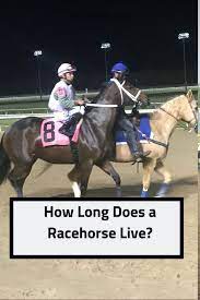 How Long Does A Racehorse Live Horses Racehorse Running Horses