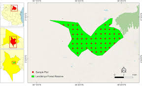 Image result for Cassipourea mollis