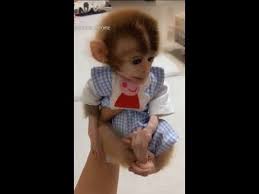 Maybe you would like to learn more about one of these? Cute Baby Monkey Wearing Clothes Novocom Top