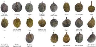 Morton, durian yang punya nama latin durio zibethinus adalah jenis buah. 5000 Gambar Dan Nama Jenis Durian Hd Paling Keren Gambar Id