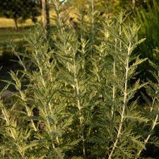 Image result for Artemisia afra