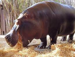 One Of The Girls Enjoying Breakfast At Werribee Open Range Zoo Hippos Need To Eat Approximately 20 25kg Of Hay Each Day Tierpark Tiere