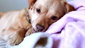 Check spelling or type a new query. Ce Fac Cainii Inainte SÄƒ MoarÄƒ Cum IÈ›i Dai Seama CÄƒ Patrupedul TÄƒu A ImbÄƒtranit Buna Ziua Iasi Bzi Ro