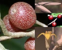 Garten anpflanzen garten hochbeet baum garten obstbäume beschneiden obstbaumschnitt tomaten züchten streuobstwiese pflanzenkunde die 8 schönsten dauerblüher für den garten. Korallenbaum Winterharte Exotische Obstbaume Fur Den Garten Balkon Samen Ebay