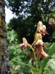 Image result for Polystachya ruwenzoriensis